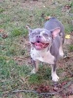 Akc princess Pepper, a female French Bulldog for sale in Mount Orab, OH – 2 of 3