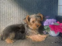 Parti yorkie, a male Yorkshire Terrier for sale in Mount Orab, OH – 7 of 10