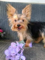 T+cup parti color, a male Yorkshire Terrier for sale in Mount Orab, OH – 4 of 10