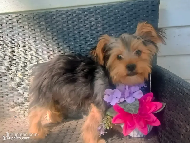 Parti yorkie – Yorkshire Terrier puppy for sale in Mount Orab, OH