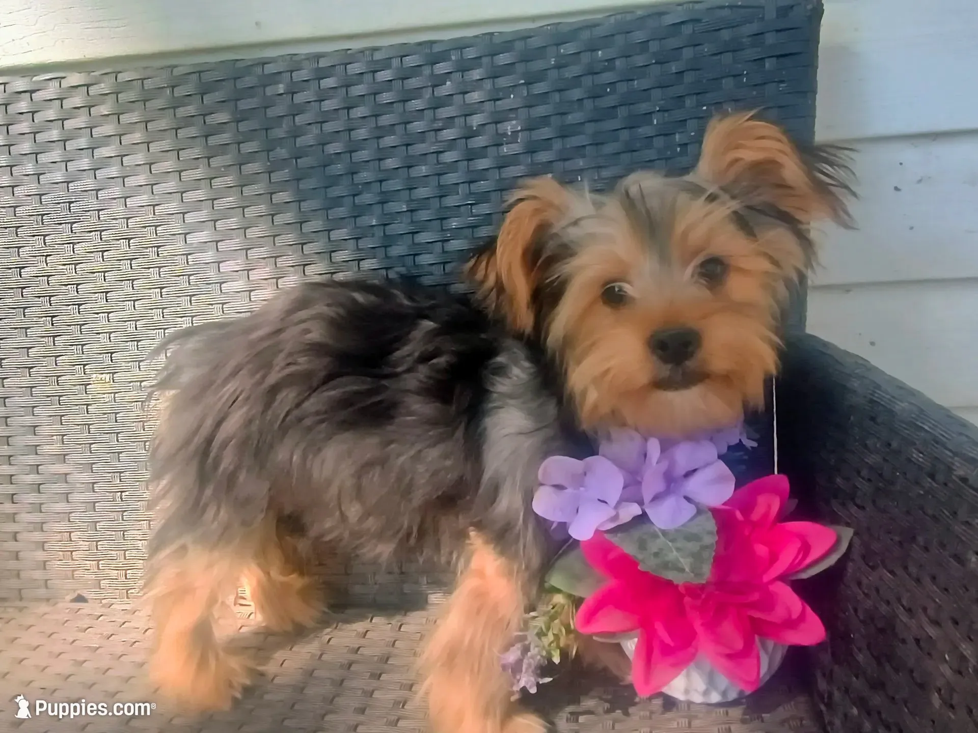 Parti yorkie, a male Yorkshire Terrier for sale in Mount Orab, OH – 1 of 10