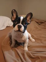 Akc Checkers, a male French Bulldog for sale in Sardinia, OH – 2 of 10