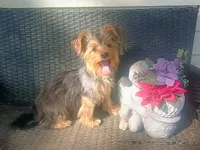 Parti yorkie, a male Yorkshire Terrier for sale in Mount Orab, OH – 3 of 10