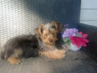 Parti yorkie, a male Yorkshire Terrier for sale in Mount Orab, OH – 2 of 10