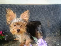 T+cup parti color, a male Yorkshire Terrier for sale in Mount Orab, OH – 7 of 10