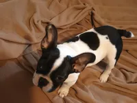 Akc Checkers, a male French Bulldog for sale in Sardinia, OH – 10 of 10