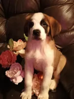 Chole , a female Saint Bernard for sale in Batavia, OH – Photo 5 of 10