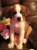 Chole , a female Saint Bernard for sale in Batavia, OH – Photo 6 of 10