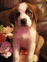 Chole , a female Saint Bernard for sale in Batavia, OH – Photo 2 of 10