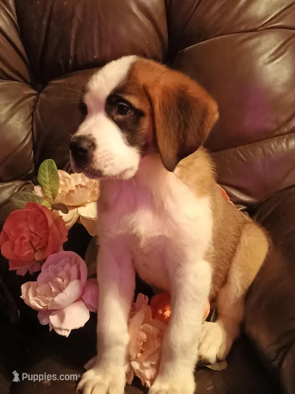 Chole  – Saint Bernard puppy for sale in Batavia, OH
