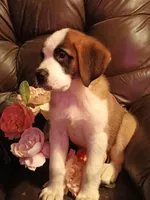 Chole , a female Saint Bernard for sale in Batavia, OH – Photo 1 of 10