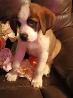 Chole , a female Saint Bernard for sale in Batavia, OH – Photo 8 of 10