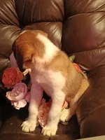 Chole , a female Saint Bernard for sale in Batavia, OH – Photo 10 of 10