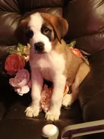 Chole , a female Saint Bernard for sale in Batavia, OH – Photo 3 of 10