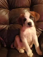 Chole , a female Saint Bernard for sale in Batavia, OH – Photo 4 of 10