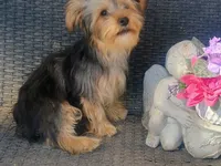 Parti yorkie, a male Yorkshire Terrier for sale in Mount Orab, OH – 10 of 10