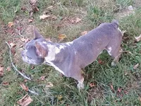 Akc princess Pepper, a female French Bulldog for sale in Mount Orab, OH – 3 of 3