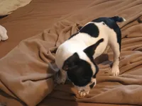 Akc Checkers, a male French Bulldog for sale in Sardinia, OH – 9 of 10