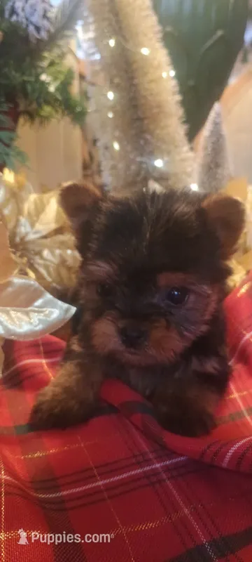 Toy yorkie – Yorkshire Terrier puppy for sale in Mount Orab, OH