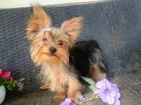 T+cup parti color, a male Yorkshire Terrier for sale in Mount Orab, OH – 2 of 10