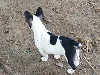 Akc French bulldog , a male French Bulldog for sale in Sardinia, OH – 4 of 4