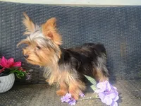 T+cup parti color, a male Yorkshire Terrier for sale in Mount Orab, OH – 10 of 10