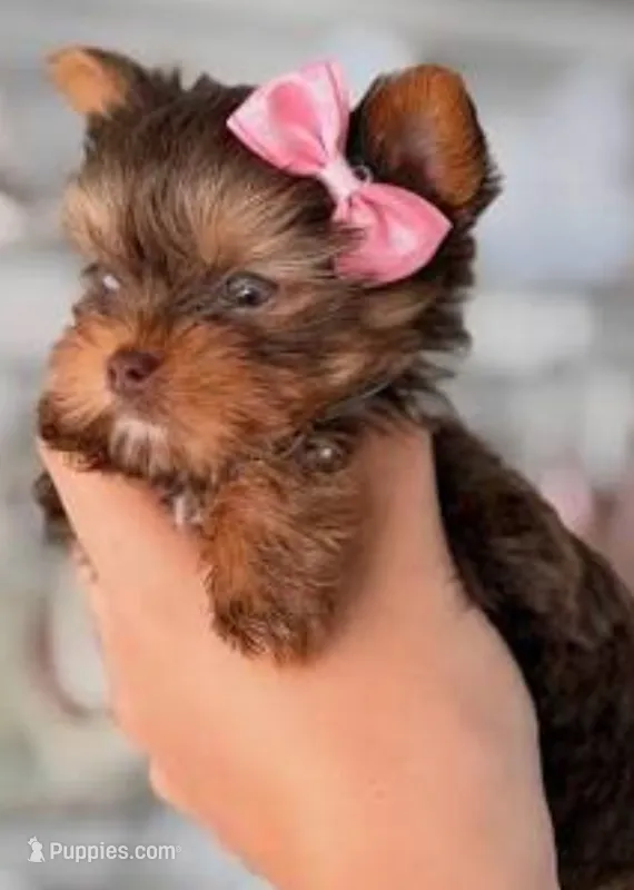 Toy chocolate particolor – Yorkshire Terrier puppy for sale in Mount Orab, OH