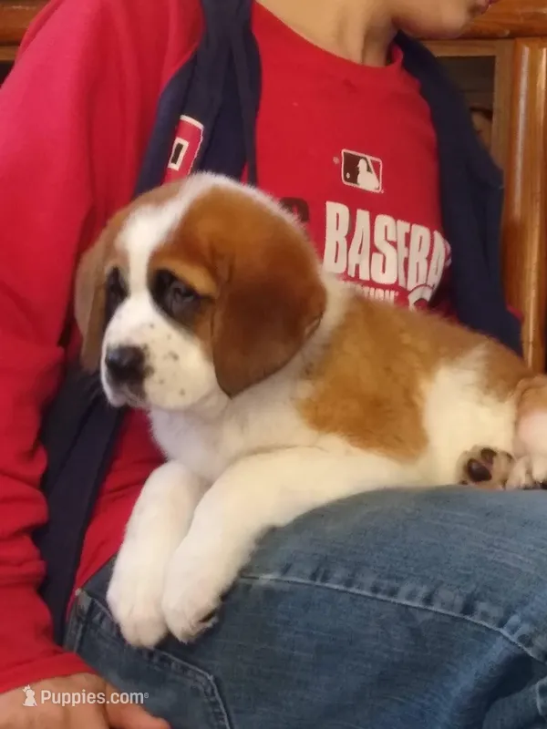Male saint, a male Saint Bernard for sale in Batavia, OH – Photo 1 of 2