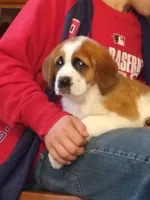 Male saint, a male Saint Bernard for sale in Batavia, OH – Photo 2 of 2
