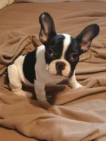 Akc Checkers, a male French Bulldog for sale in Sardinia, OH – 6 of 10