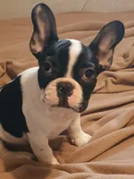Akc Checkers, a male French Bulldog for sale in Sardinia, OH – 3 of 10