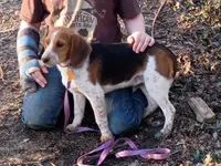 Blue rocket, a male Beagle for sale in Batavia, OH – Photo 2 of 5