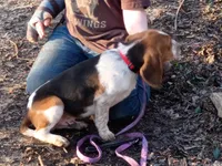 Blue rocket, a male Beagle for sale in Batavia, OH – Photo 3 of 5