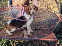 Blue rocket, a male Beagle for sale in Batavia, OH – Photo 5 of 5