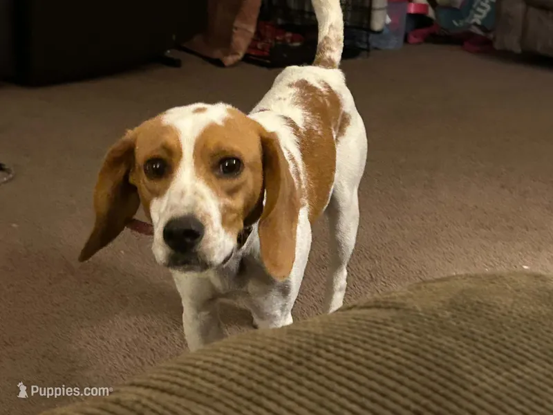 Bailey  – Beagle puppy for sale in Mount Orab, OH