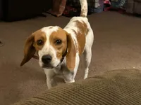 Bailey , a male Beagle for sale in Mount Orab, OH – 1 of 3