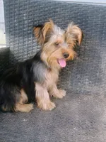 Parti yorkie, a male Yorkshire Terrier for sale in Mount Orab, OH – 6 of 10
