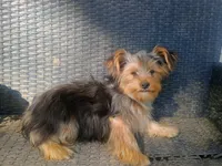 Parti yorkie, a male Yorkshire Terrier for sale in Mount Orab, OH – 9 of 10