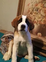 Delta , a female Saint Bernard for sale in Williamsburg, OH – 3 of 4