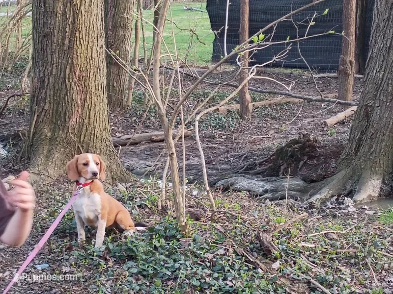 Tiny – Beagle puppy for sale in Batavia, OH