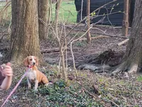 Tiny, a male Beagle for sale in Batavia, OH – Photo 1 of 2