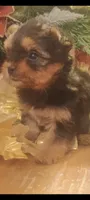 Toy yorkie, a male Yorkshire Terrier for sale in Mount Orab, OH – 2 of 3