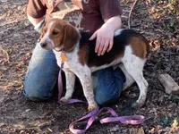 Blue tick, a male Beagle for sale in Batavia, OH – Photo 1 of 2