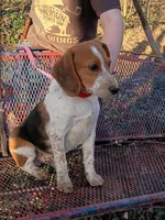 Blue tick, a male Beagle for sale in Batavia, OH – Photo 2 of 2