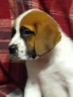 Saint female , a female Saint Bernard for sale in Batavia, OH – Photo 2 of 4