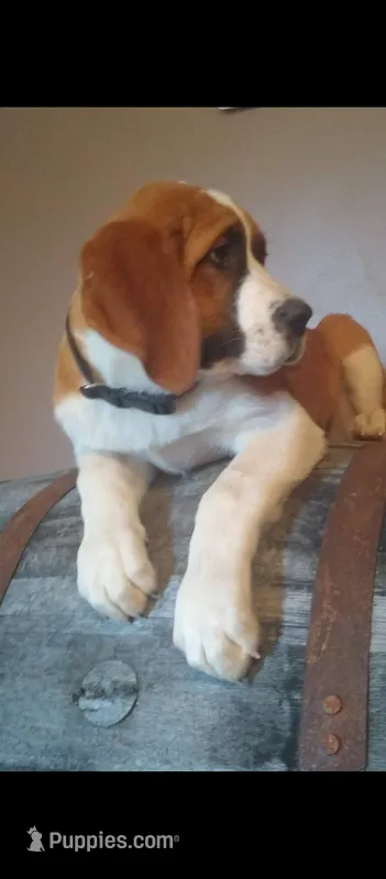Saint female  – Saint Bernard puppy for sale in Batavia, OH
