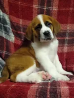 Saint female , a female Saint Bernard for sale in Batavia, OH – Photo 4 of 4