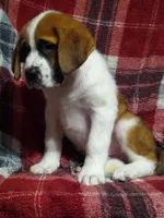 Saint female , a female Saint Bernard for sale in Batavia, OH – Photo 3 of 4