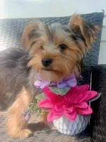 Parti yorkie, a male Yorkshire Terrier for sale in Mount Orab, OH – 8 of 10