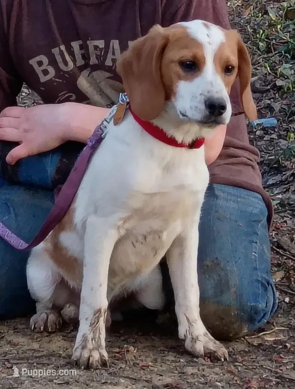 Lemon – Beagle puppy for sale in Batavia, OH